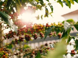 Forskellen på Arabica og Robusta forskellen på arabica og robusta