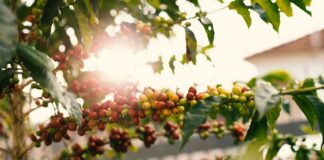 Forskellen på Arabica og Robusta forskellen på arabica og robusta
