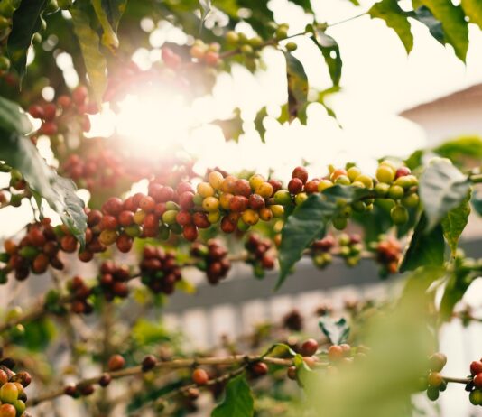 Forskellen på Arabica og Robusta forskellen på arabica og robusta