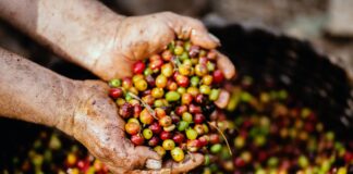 Hvad er kaffe og hvor kommer det fra? hvad er kaffe