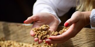 Kaffeproducenternes centrale rolle i udviklingen af bæredygtige initiativer