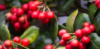 Styrk forbindelsen til naturen: Dyrk kaffetræet og skab harmoni i dit hjem